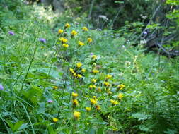 Image of Pyrenean Hawksbeard