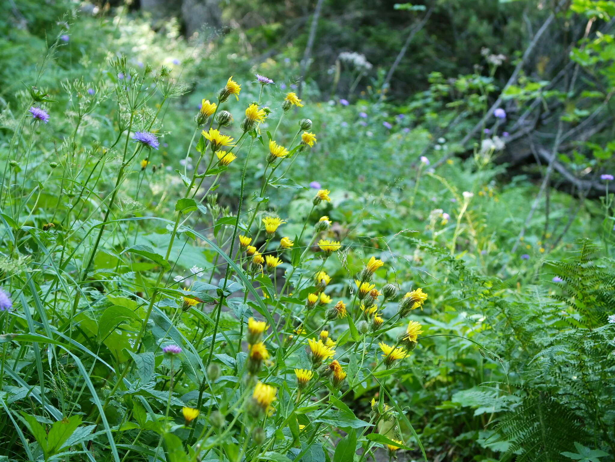 Image of Pyrenean Hawksbeard