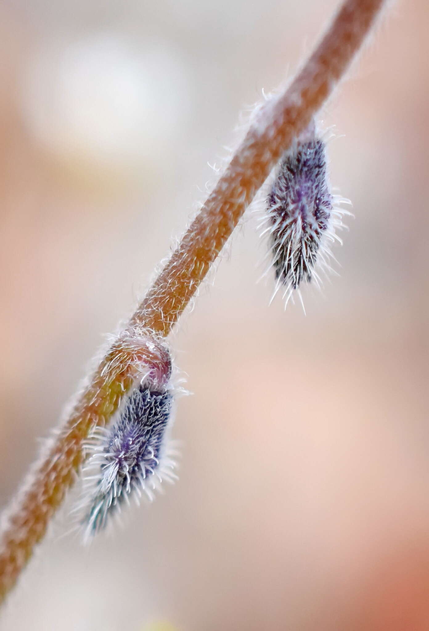 Image of Myosotis refracta Boiss.