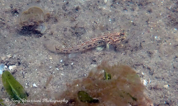 Image of Hoese&#39;s sandgoby