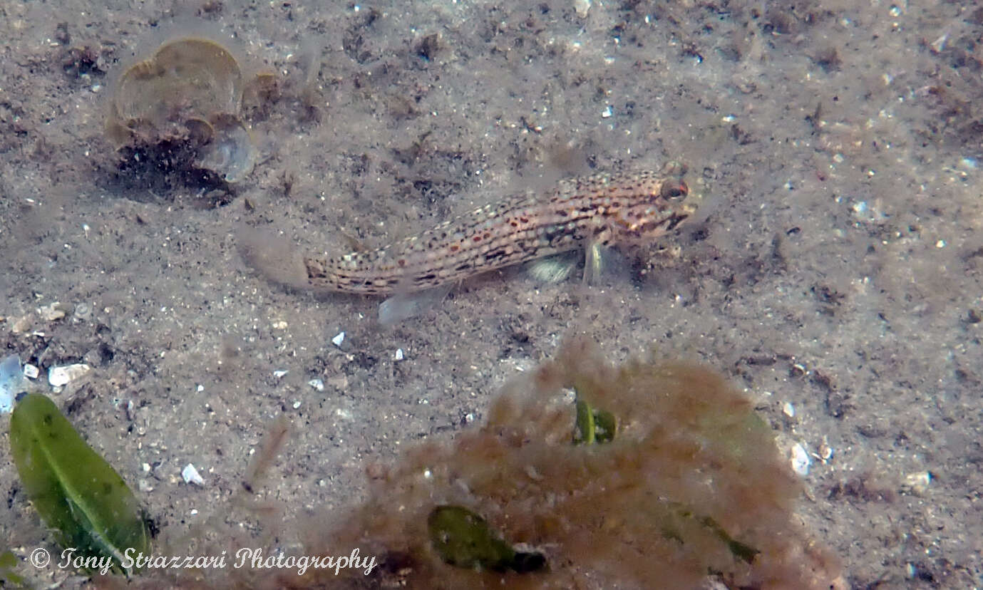 Image of Hoese&#39;s sandgoby