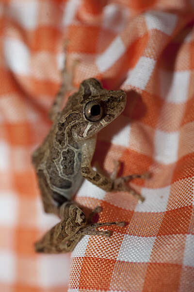 Image of Rio Verde Snouted Treefrog