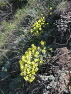 Слика од Alyssum lenense Adams