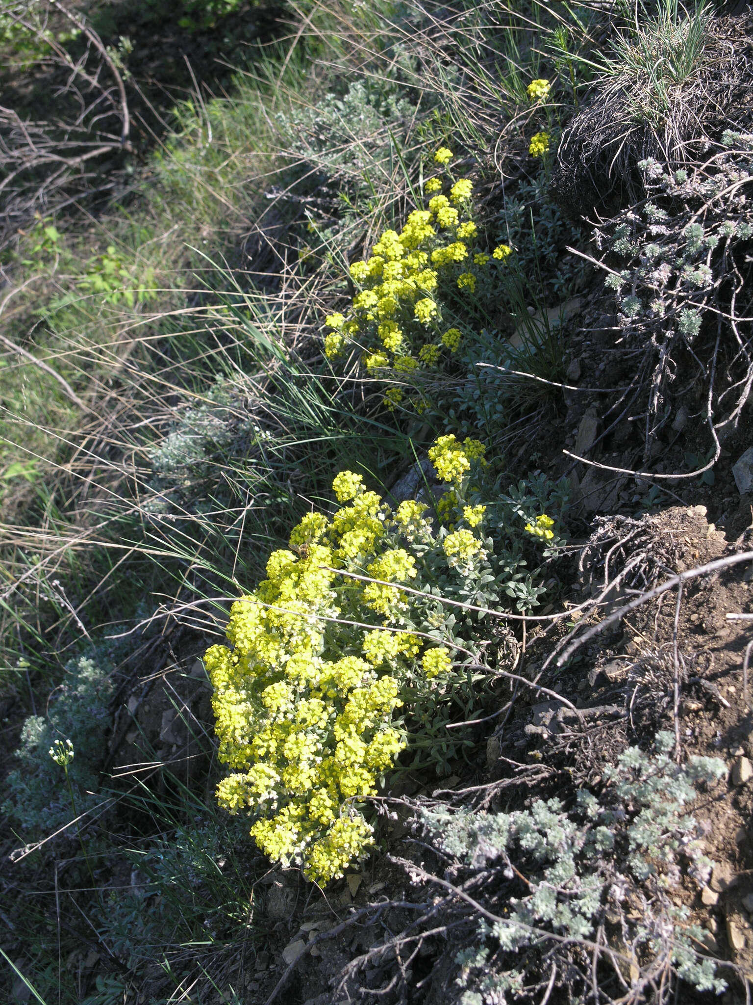 Sivun Alyssum lenense Adams kuva