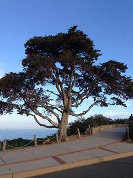 Image of Monterey cypress