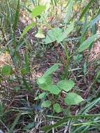 Plancia ëd Physalis arenicola Kearney