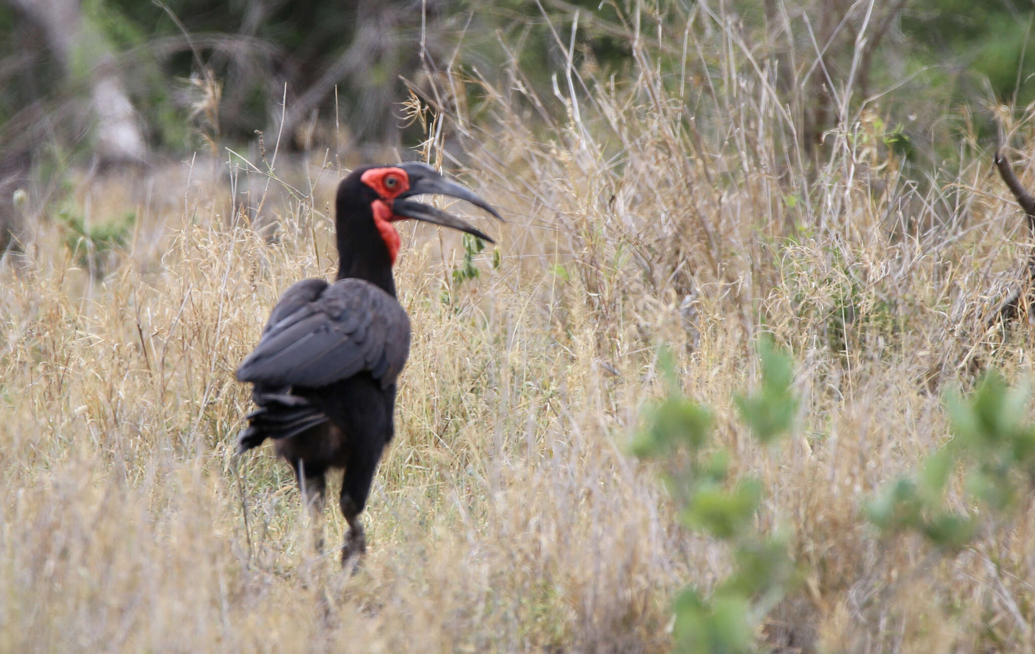 Image of Southern Ground Hornbill