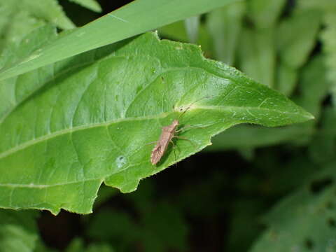 Image of Hydarella