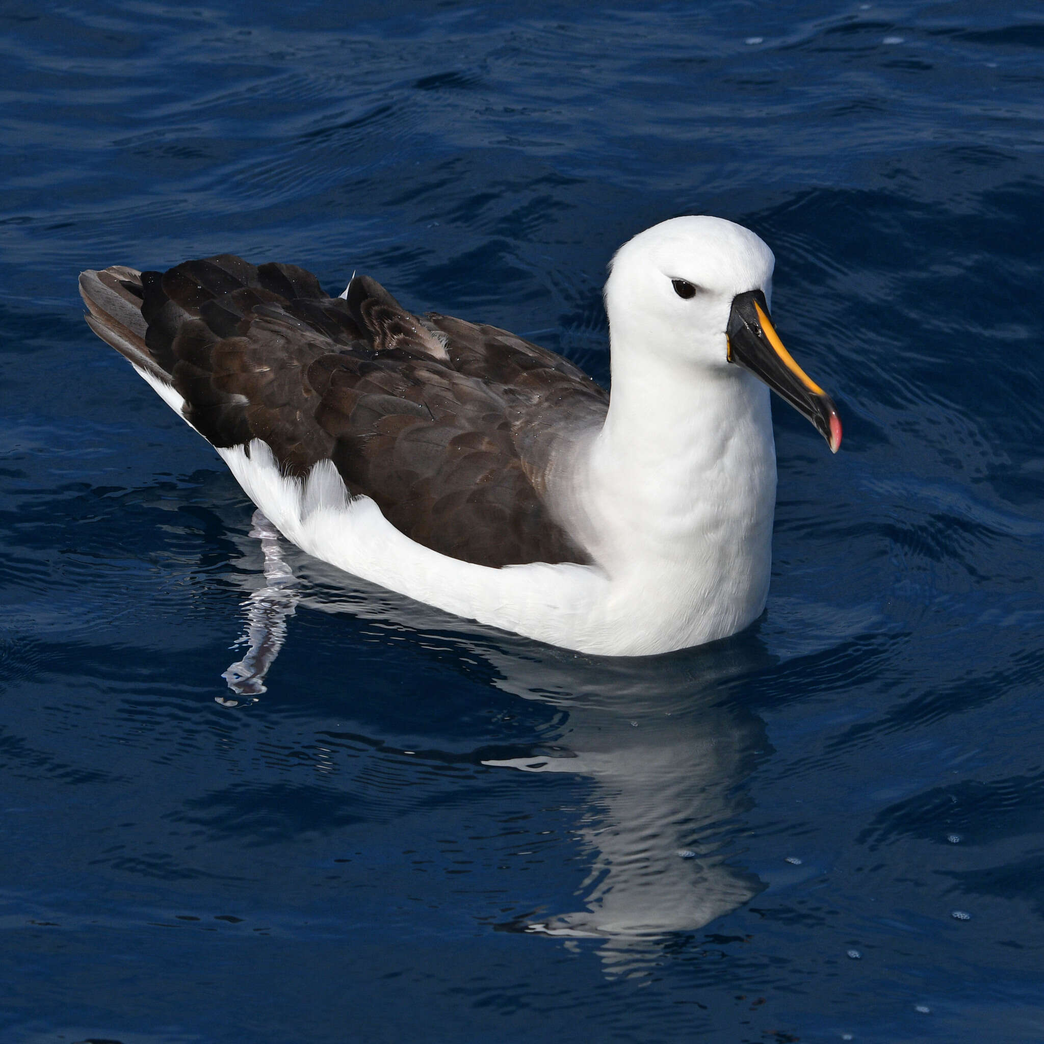 Image of Thalassarche chlororhynchos carteri (Mathews 1912)