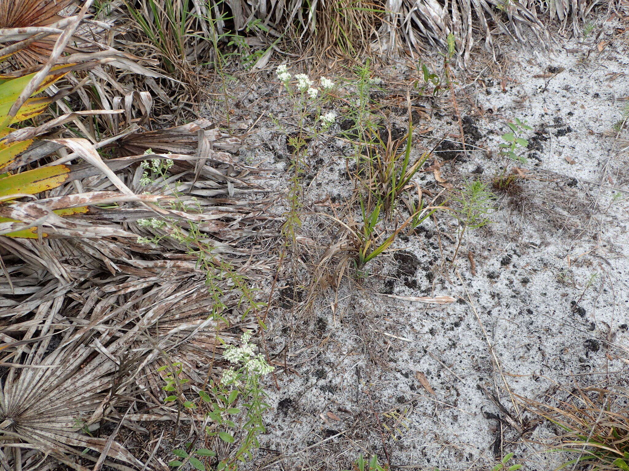 Image of Florida milkweed