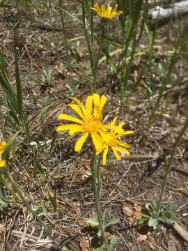 Image of Flagstaff ragwort