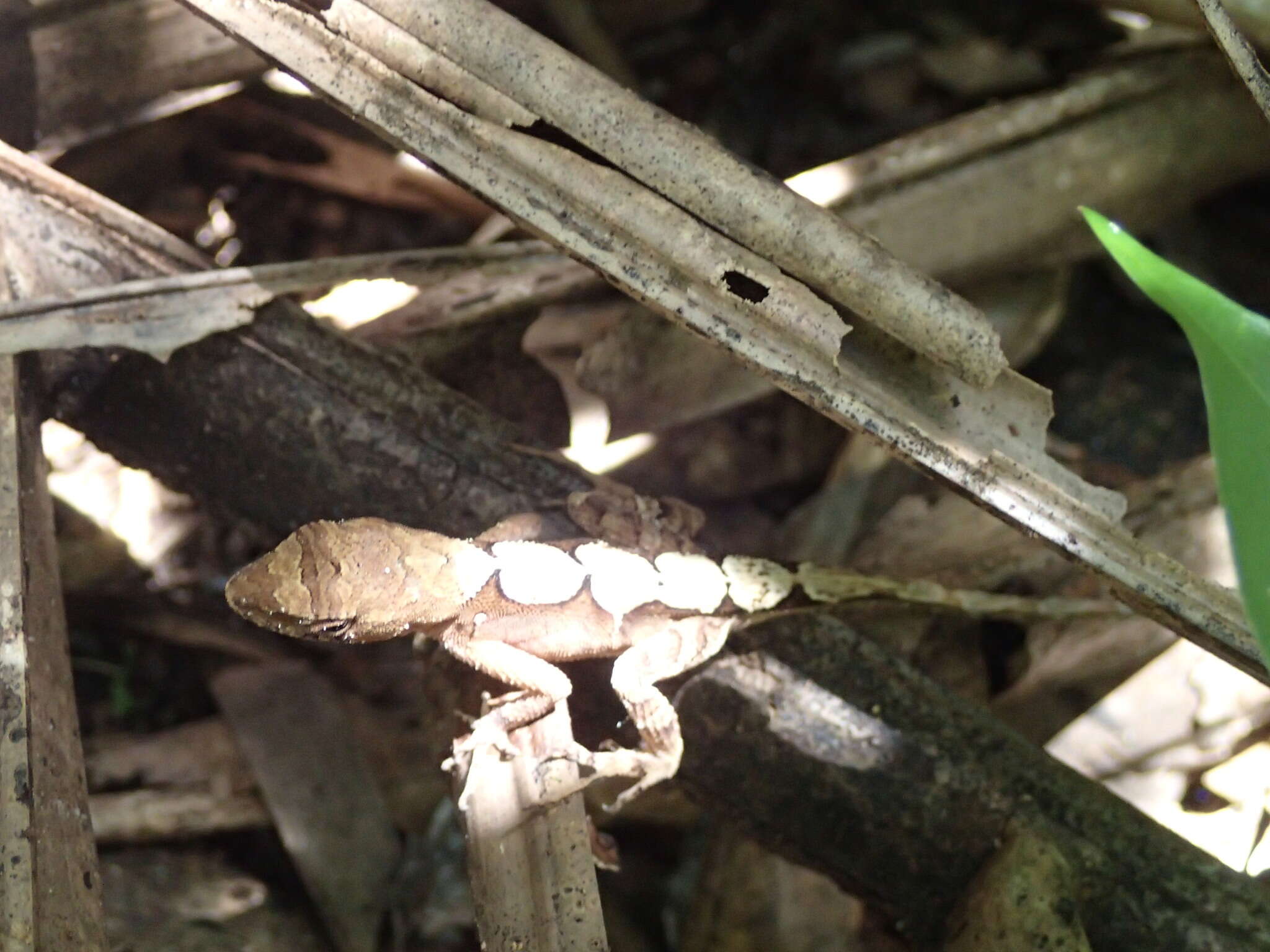 Image of Anolis tropidonotus Peters 1863