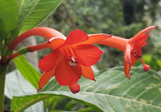 Image of Fuchsia macrostigma Benth.