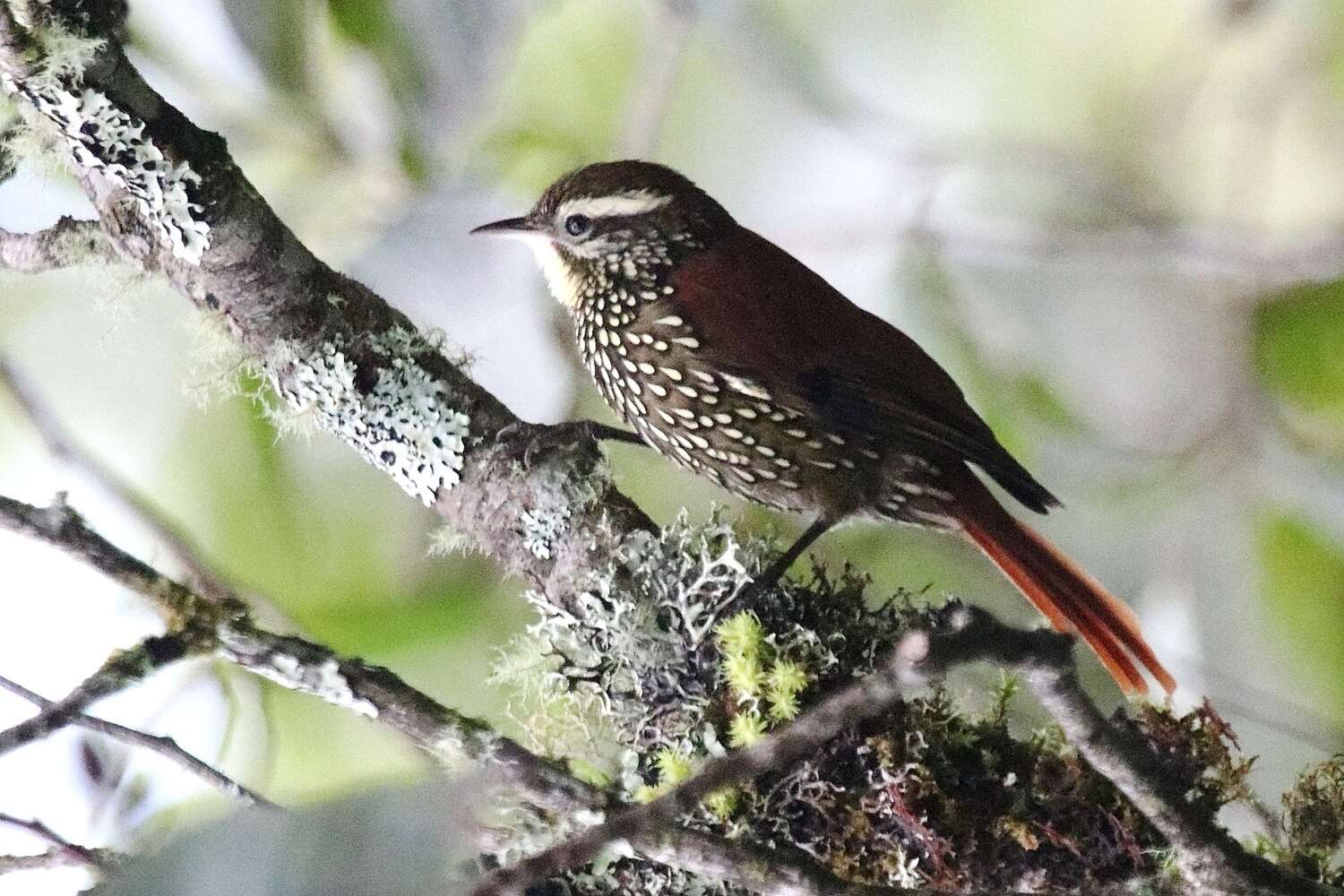 Image of Pearled Treerunner