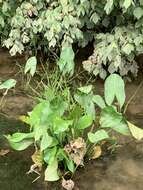 Imagem de Sagittaria australis (J. G. Sm.) Small