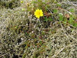 Слика од Potentilla crantzii (Crantz) Beck