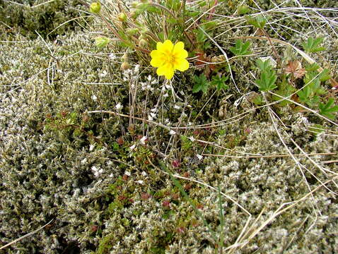 Image of Potentilla crantzii (Crantz) Beck