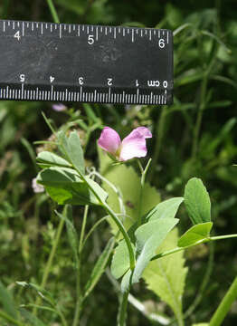 Image of wild pea