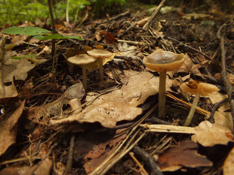 Image of Entoloma subradiatum (Kühner & Romagn.) M. M. Moser 1978