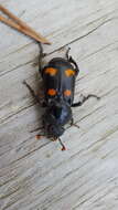 Image of Nicrophorus (Nicrophorus) carolinus (Linnaeus 1771)