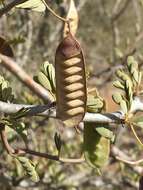 Plancia ëd Senna meridionalis (R. Vig.) Du Puy