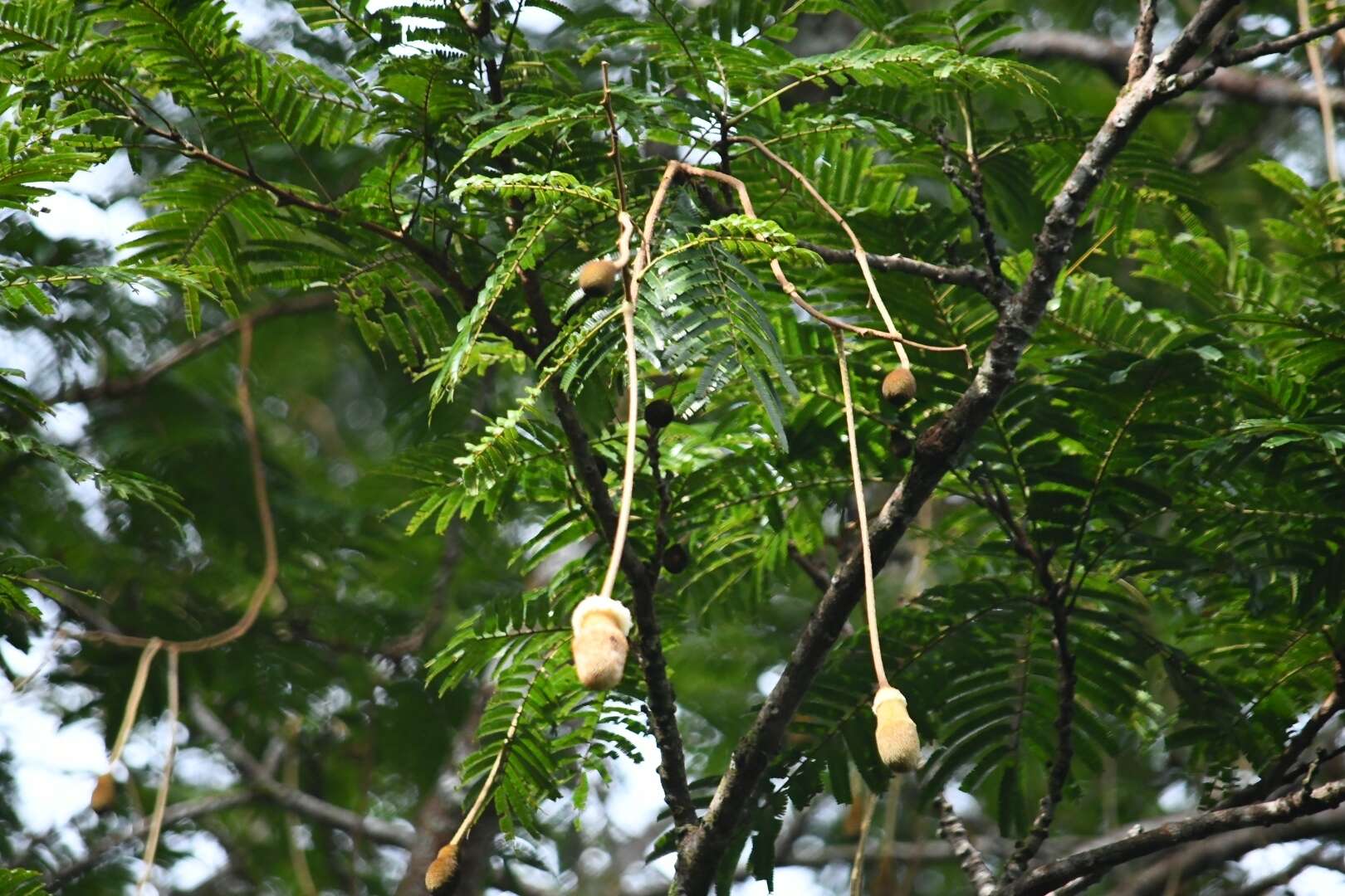 Image of Nitta Tree