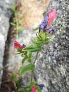 Plancia ëd Echium rosulatum Lange