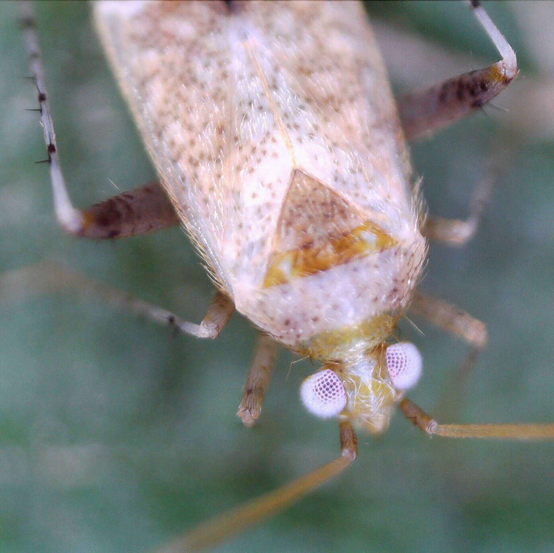 Image of Compsidolon salicellum (Herrich-Schaeffer 1841)