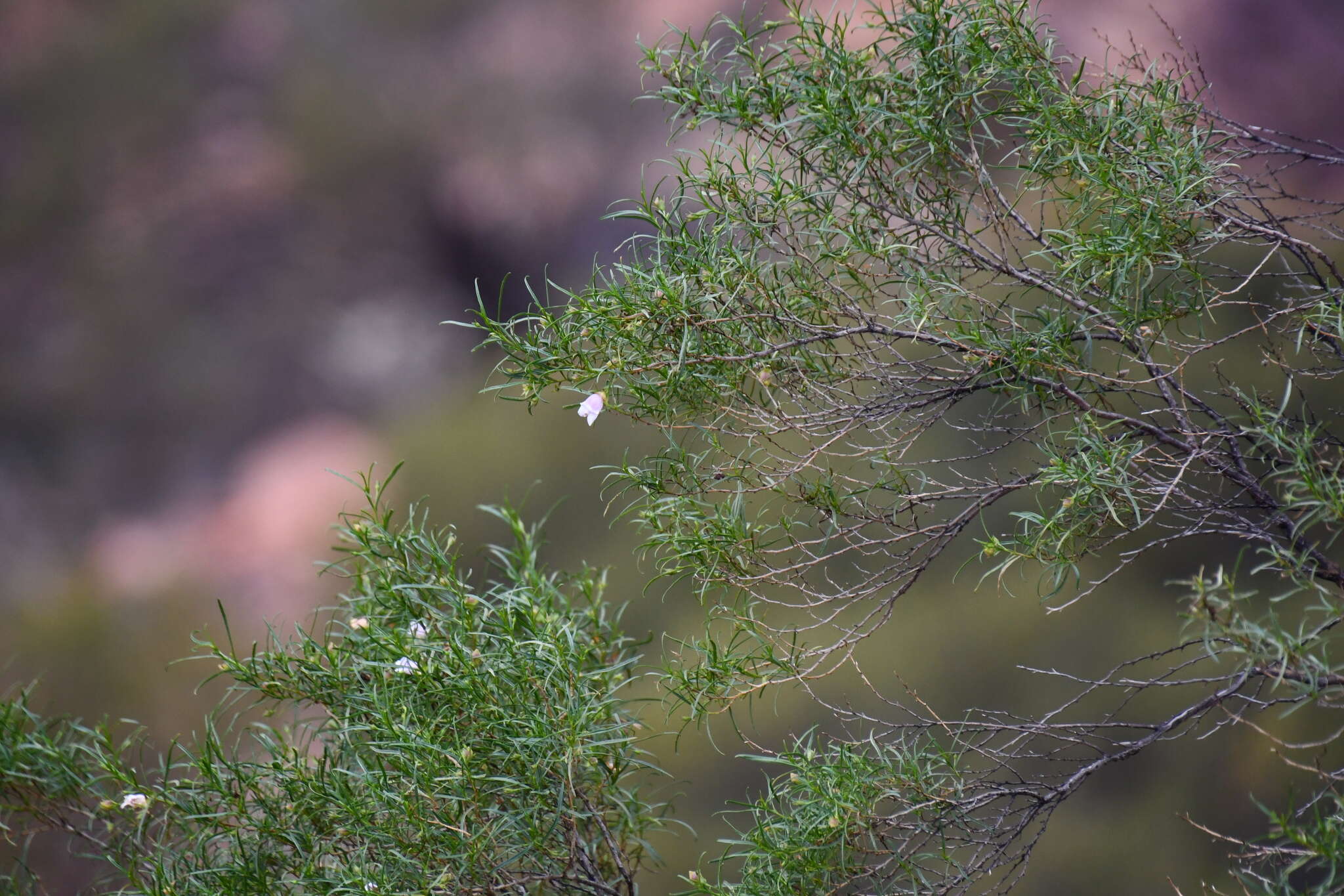 Image of Eremophila clarkei Oldfield & F. Muell.