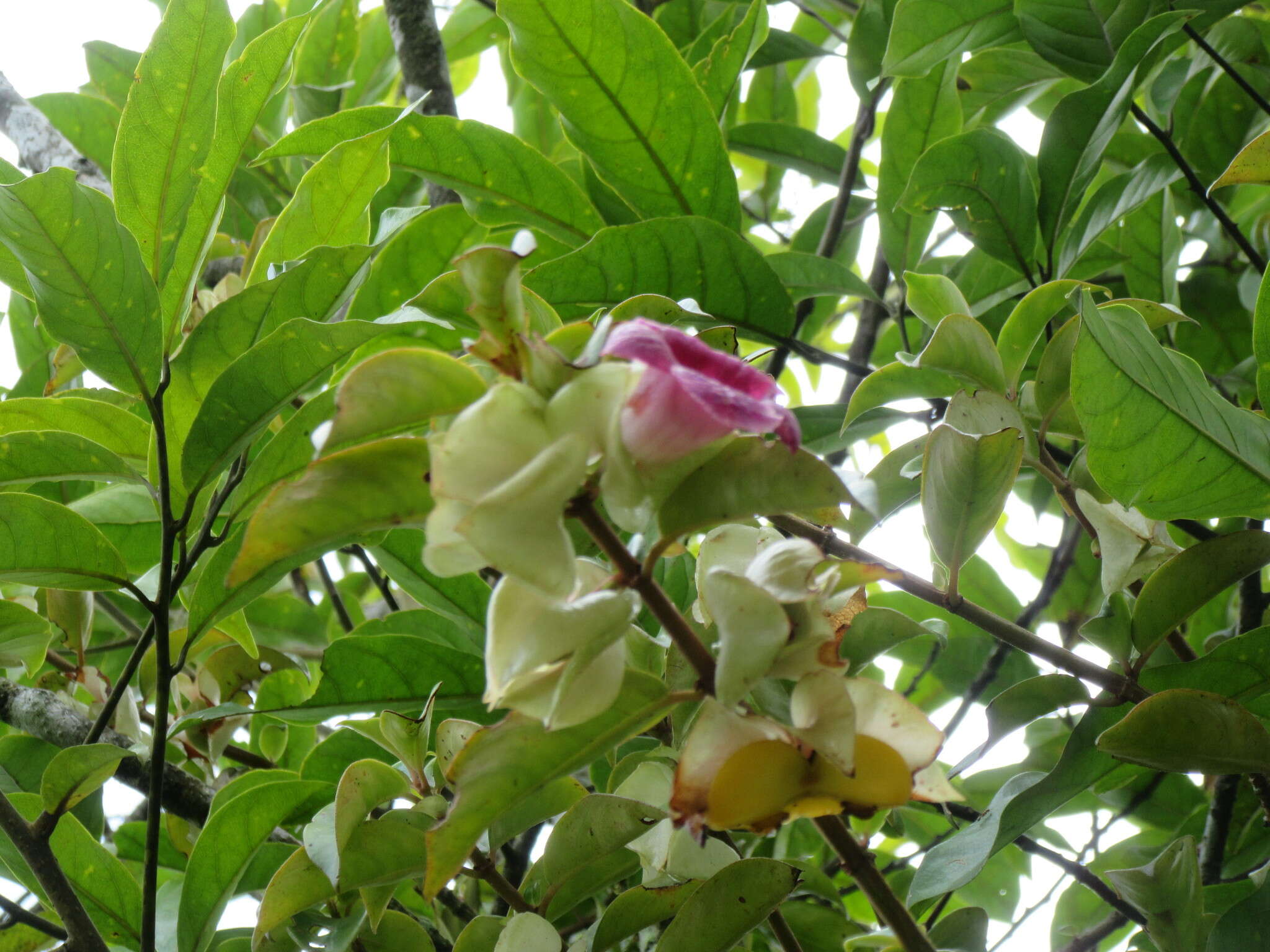 Imagem de Drymonia oinochrophylla (Donn. Sm.) D. N. Gibson