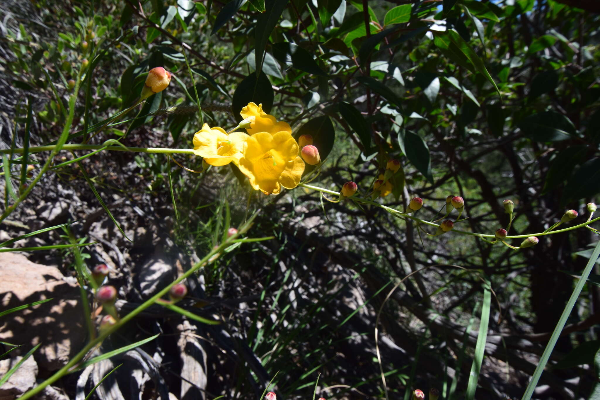 Image of Arizona desert foxglove