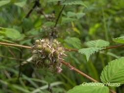 Image of Rubus inopertus (Diels) Focke