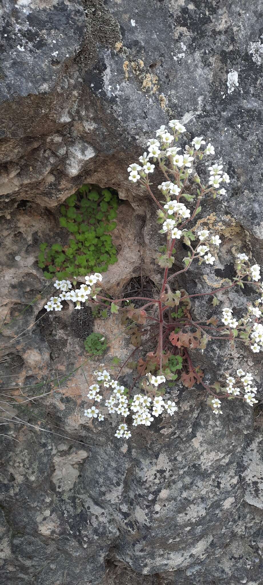 Plancia ëd Saxifraga latepetiolata Willk.