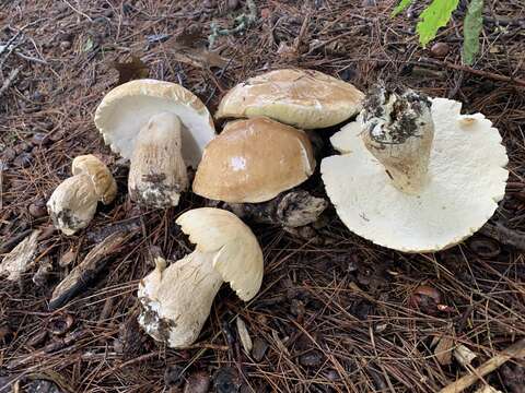 Sivun Boletus nobilissimus Both & R. Riedel 2000 kuva