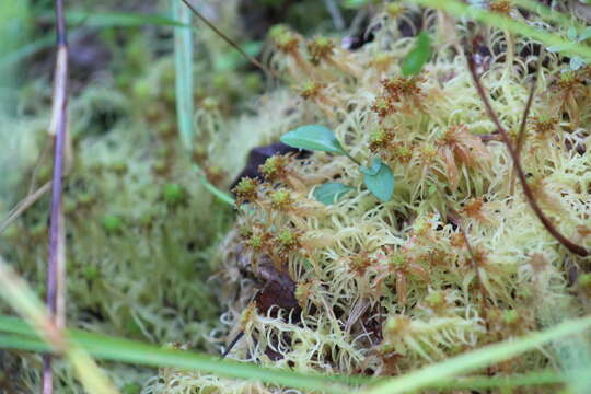 Image of Flexuous Bog-moss