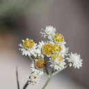 Image of Anaphalis margaritacea var. yedoensis (Franch. & Sav.) Ohwi