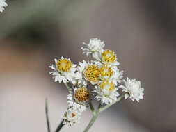 Plancia ëd Anaphalis margaritacea var. yedoensis (Franch. & Sav.) Ohwi