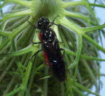 Image of Poison Ivy Sawfly