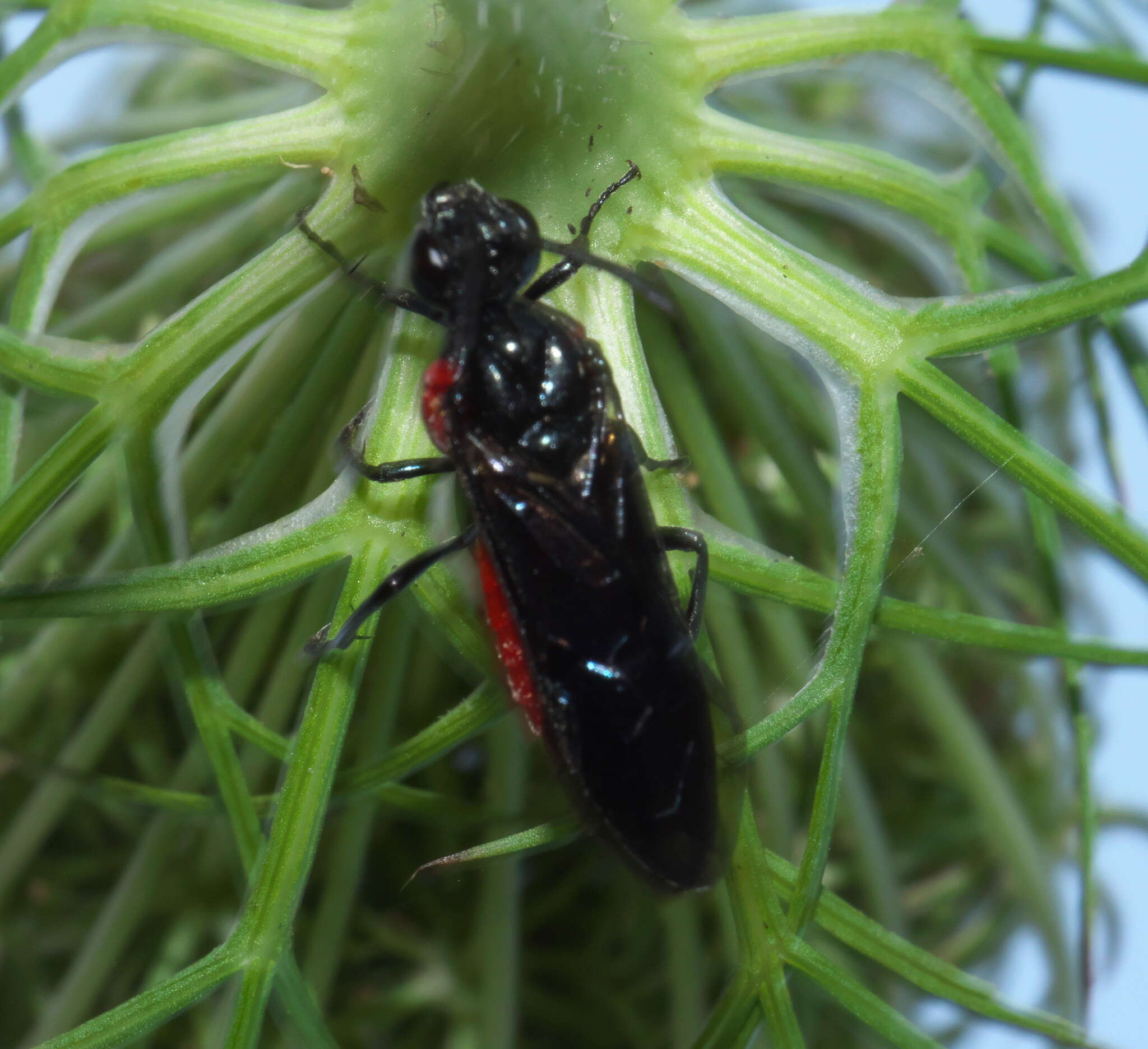 Image of Poison Ivy Sawfly