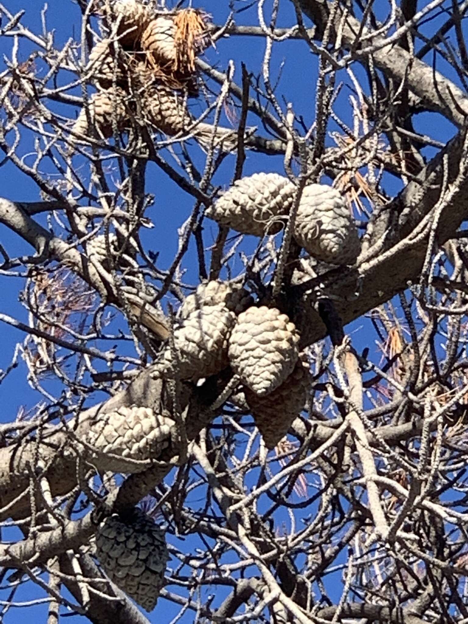 Image of Pinus radiata var. radiata