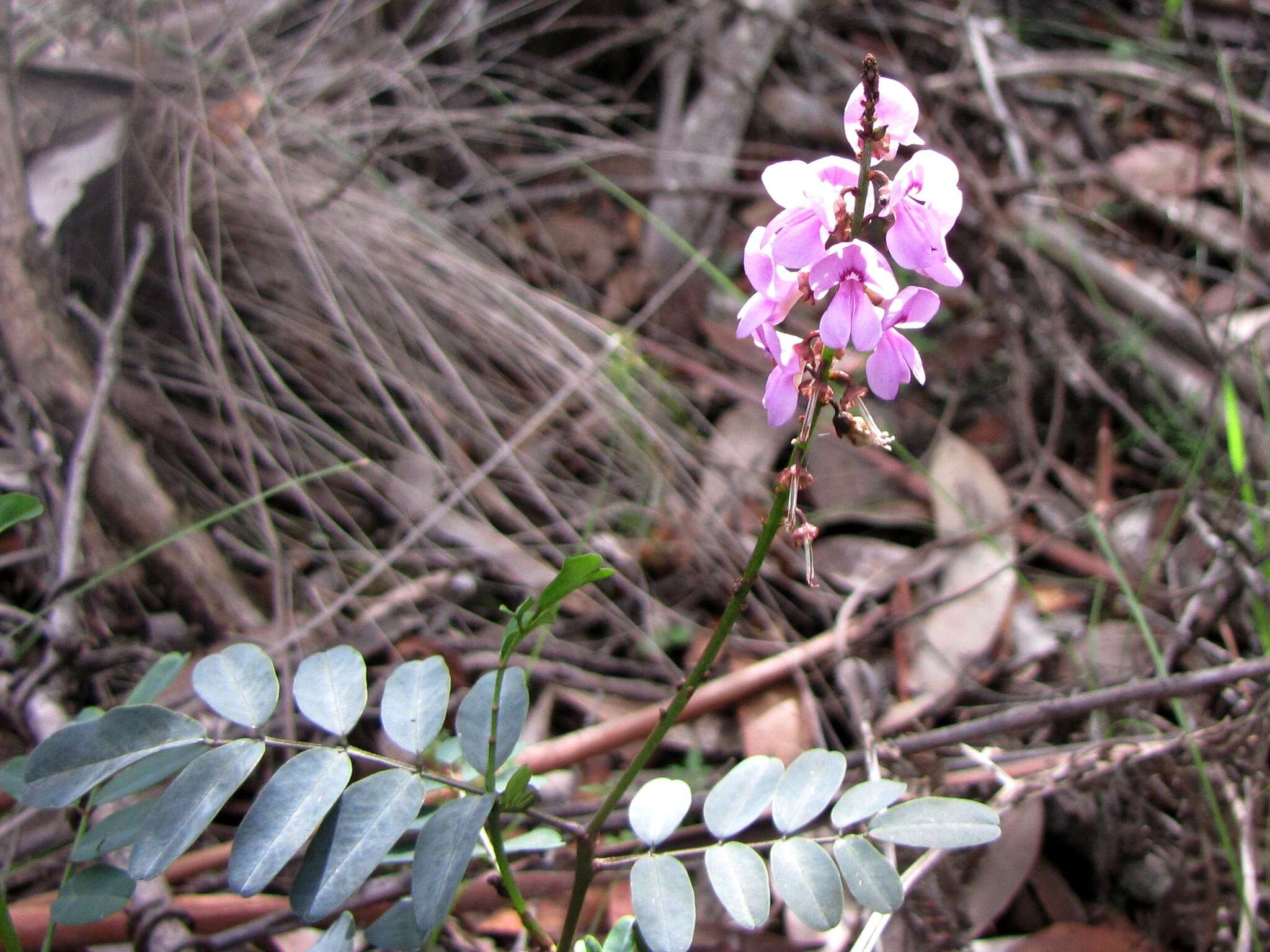 Image de Indigofera australis Willd.