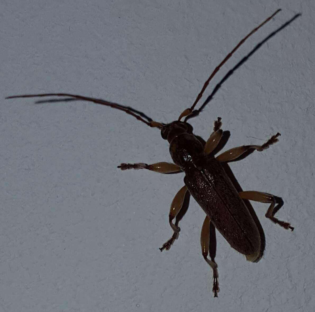 Image of Ceresium long-horned beetle