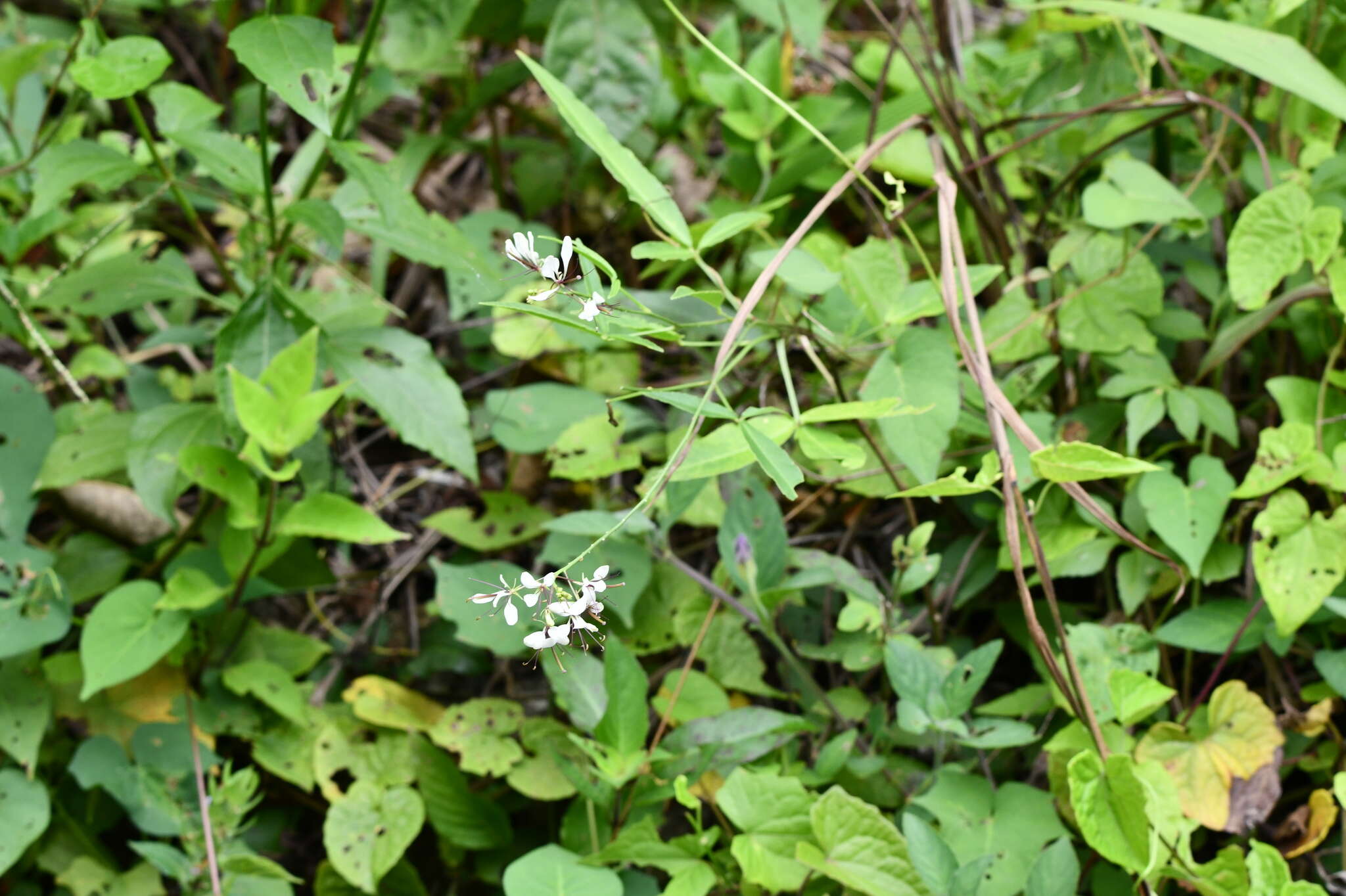 Image of toothed spiderflower