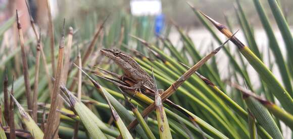 Image of Oaxacan Oak Anole