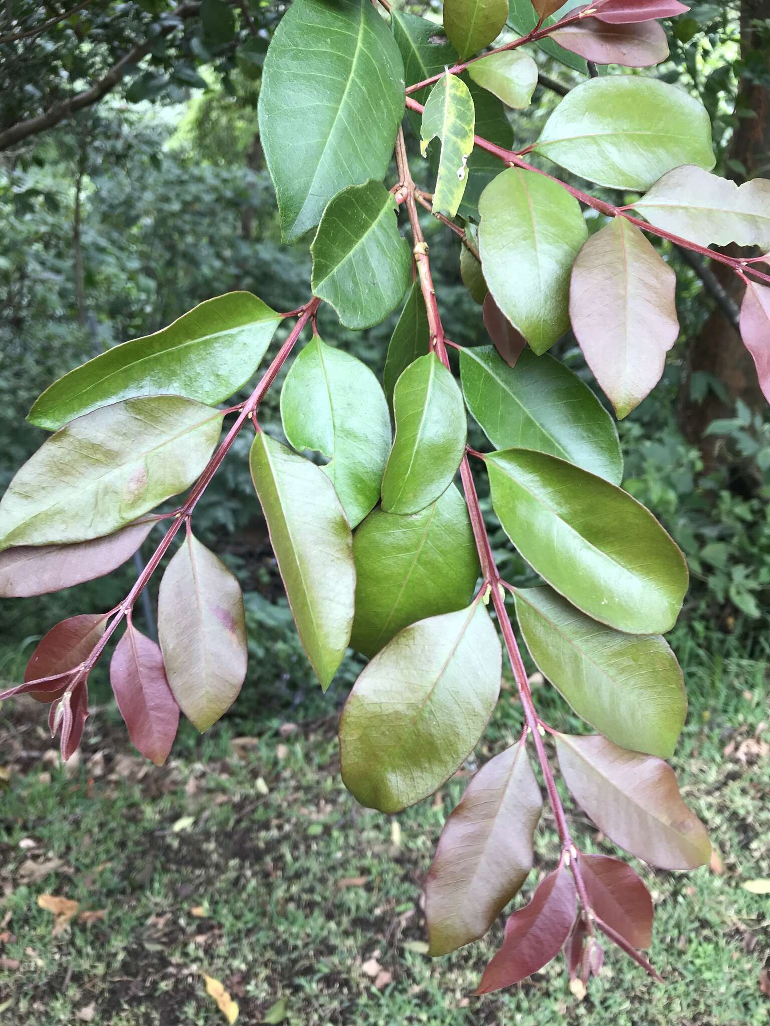 Image of wild guava