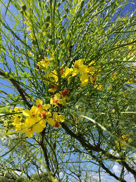 Image of Jerusalem thorn