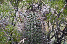 Image of Echinopsis leucantha (Gillies ex Salm-Dyck) Walp.