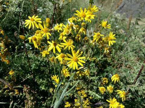 Imagem de Tephroseris cladobotrys (Ledeb.) Griseb. & Schenk