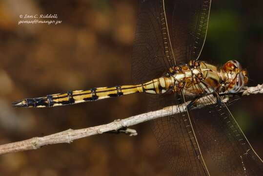 Слика од Orthetrum brachiale (Palisot de Beauvois 1817)