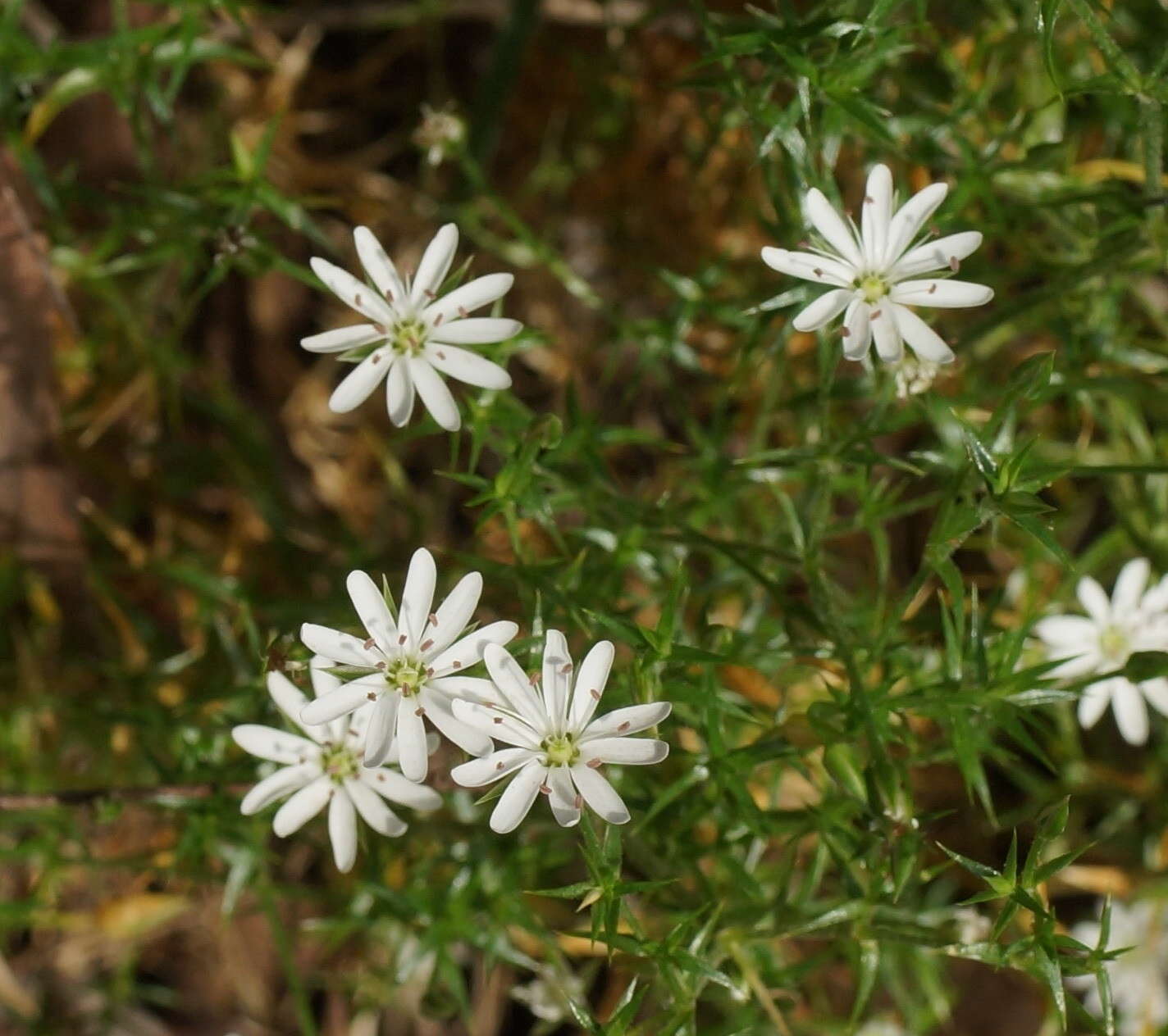 Image of Stellaria pungens Brongn.